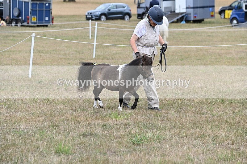 WJ6_5250 - Class 18 In-hand Coloured