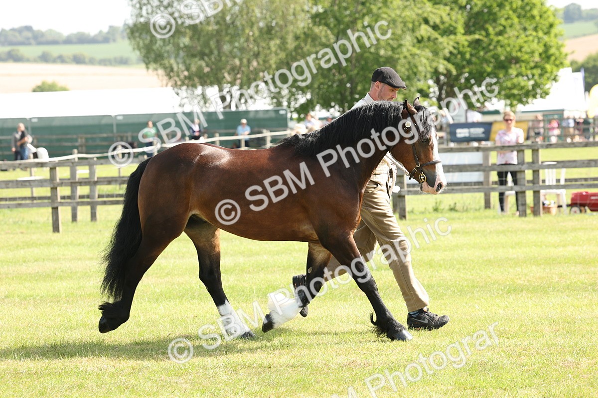 SBM_02154 - Class 6-13 - Mountatin and Moorland In Hand Welsh Breeds