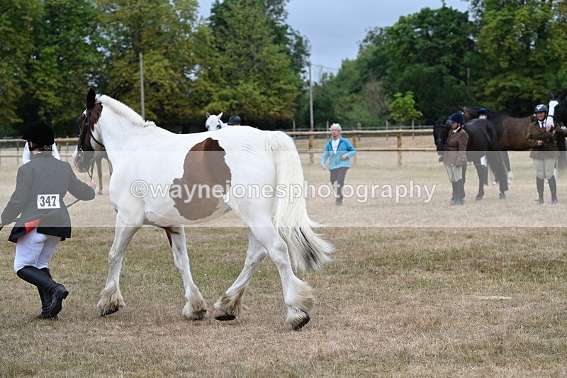 WJ7_0067 - Class 5a Most Handsome Gelding (above 14.2hh)