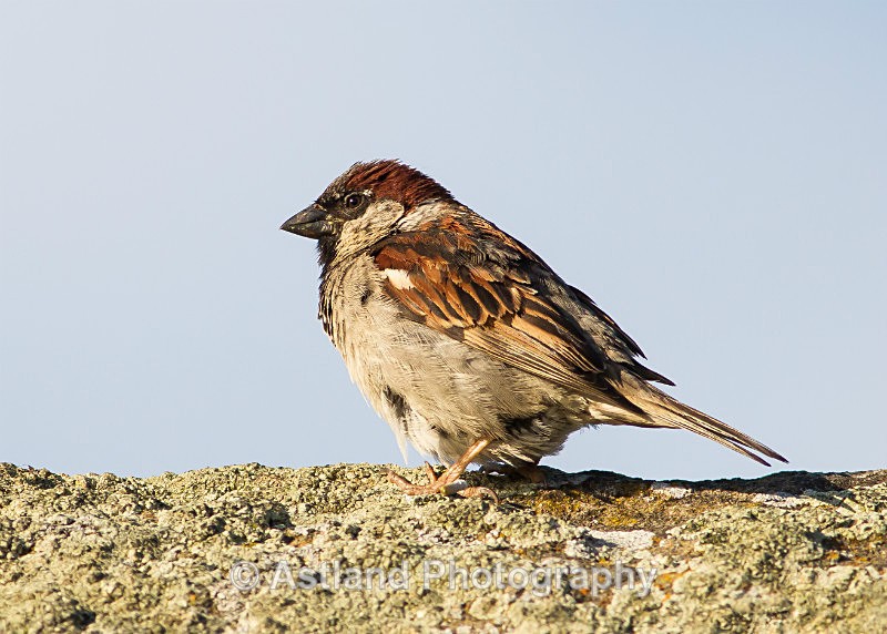 Astland Photography, Bird and Wildlife Images, Susan and Peter Wilson, U.K.