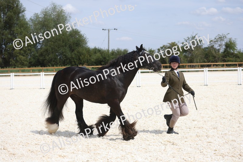 20260802-1495 - Class 16 - Best Horse or Pony