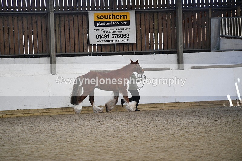 WJ5_5288 - Class 8 In hand cob