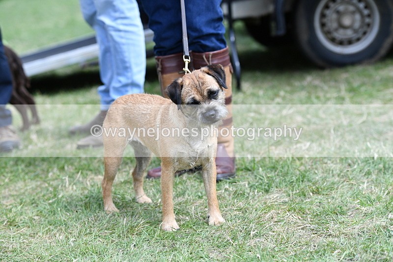 WJ5_0503 - Class 7 Best Terrier
