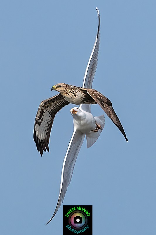 BBW-14-Gull chases Buzzard #2 - Water-based Birds