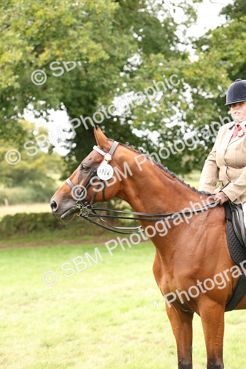 SBM_64292 - S65 - Riding Horse & Hack & Thoroughbred Ridden