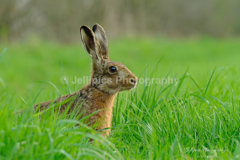  - Wildlife and Nature