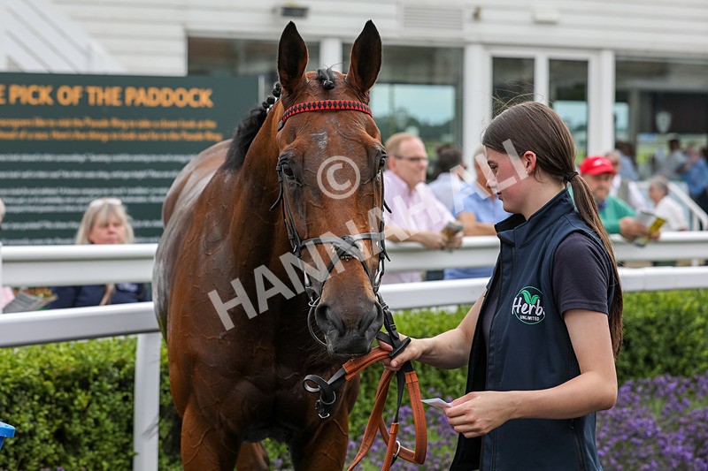 240724-Race 4-Swinging Eddie-3575 - Race 4