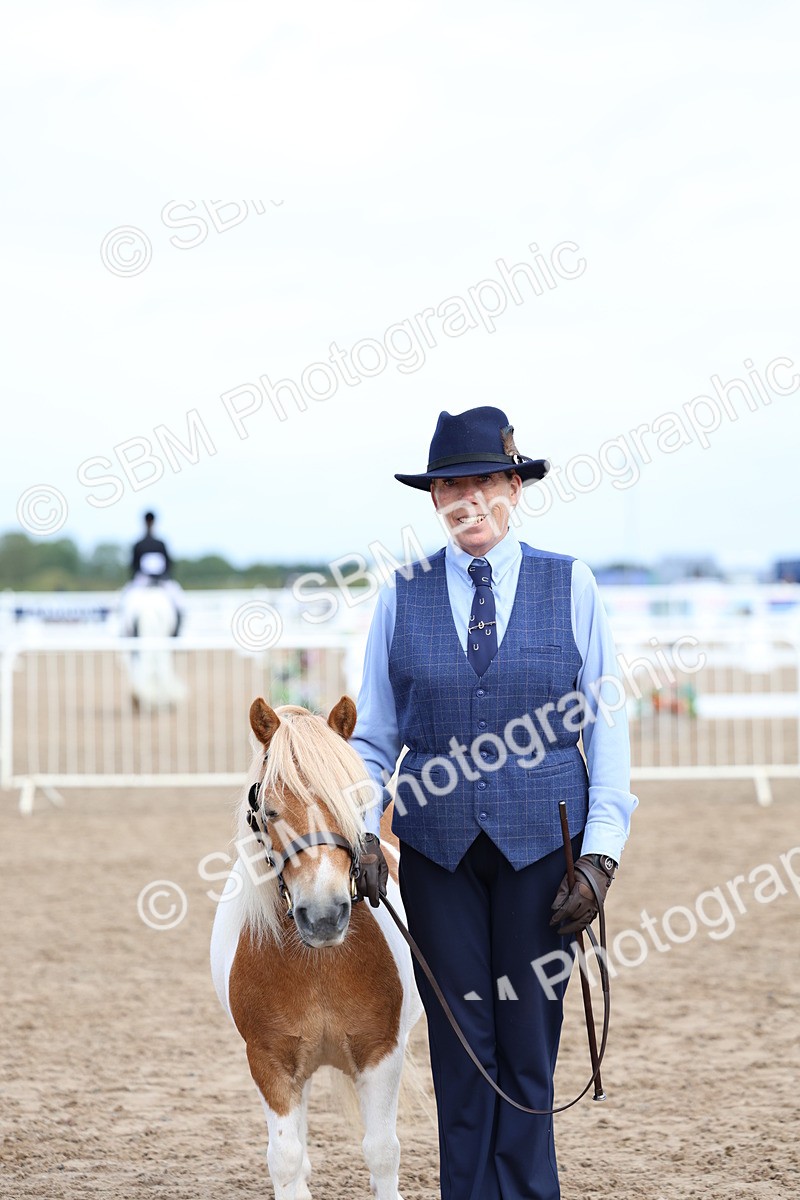 SBM_01855 - Class 18 - Handsomest Gelding - IH or Ridden