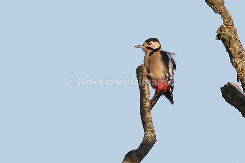  - Wildlife