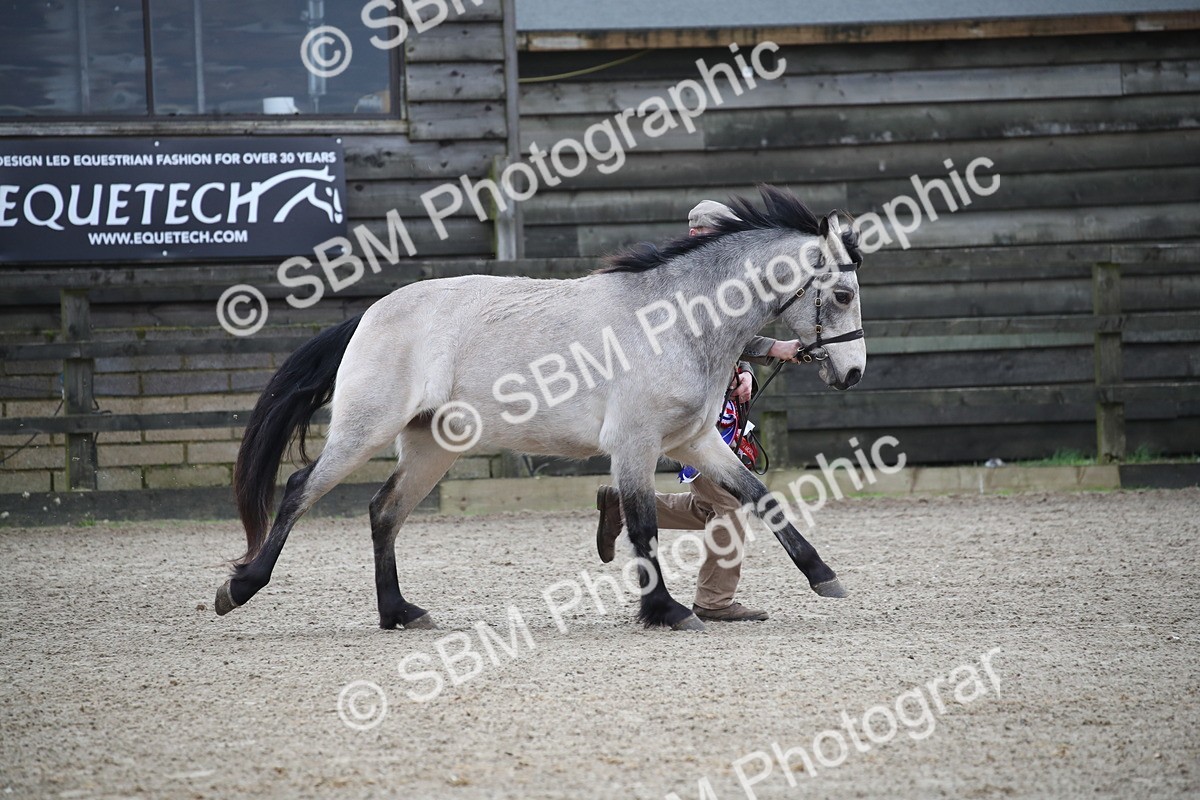 SBM_004133 - Class 1-4 - Young Stock classes Inc. In Hand Championship