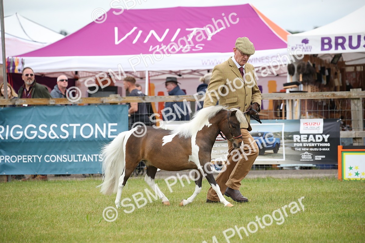 SBM_03915 - Class 23-25 - British Miniature Horse of the Year