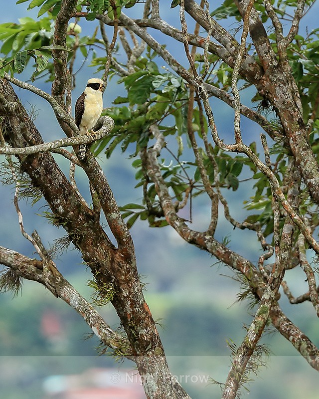 Laughing Falcon calling from tree, San Miguel, Costa Rica - Laughing Falcon