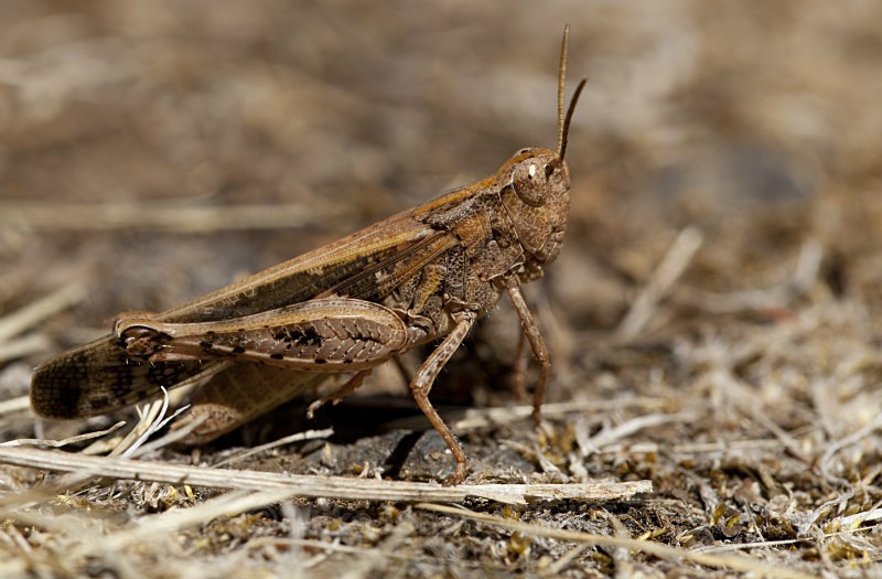 GRASSHOPPER (ref M17) - MACRO IMAGES
