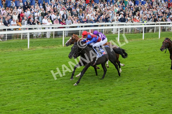 210824-Race 3-Los Angeles-7269 - Race 3 3.00pm Sky Bet Great Voltigeur Stakes