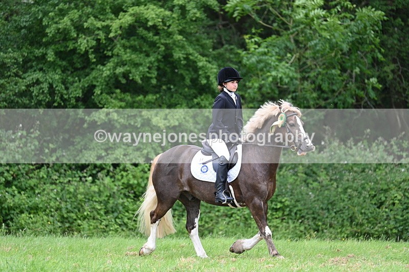 WJ7_4325 - Class 14A Handsome Gelding