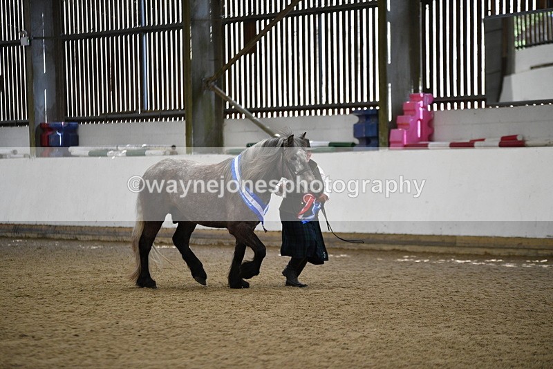 WJ5_5859 - Morning in hand Championship