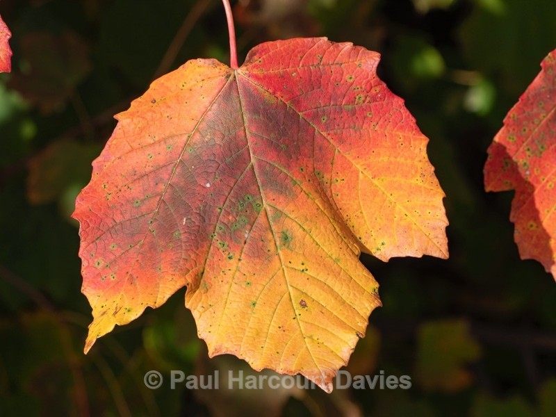 Italian Maple (Acer opalus) - Autumn Colours 2020
