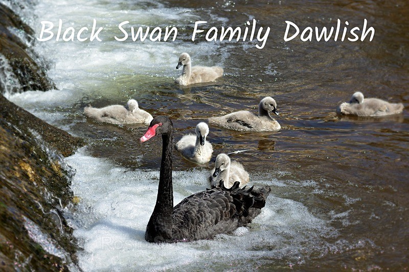 NEW RSPO66 - Dawlish Postcards