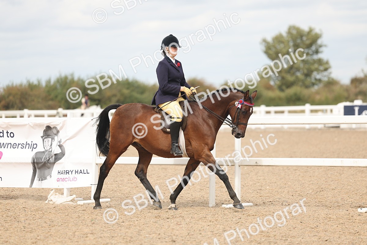 SBM_15967 - Class 311 - Ridden Show pony-Show hunter Pony