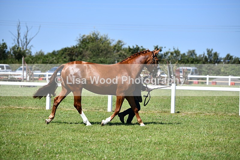 DSC_6744 - Class 57: Hunter/Riding Horse/Hack 1, 2 & 3 yr olds