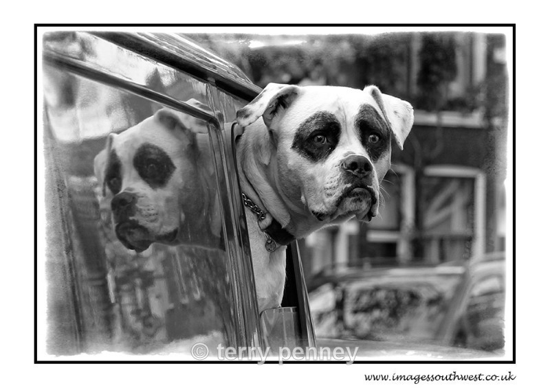  - Animals
