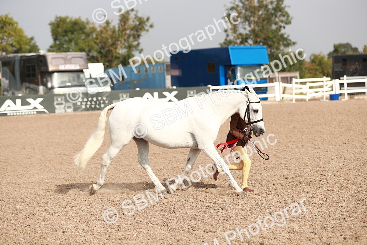 SBM_09954 - Class 203 Young Handler, 10 years and under