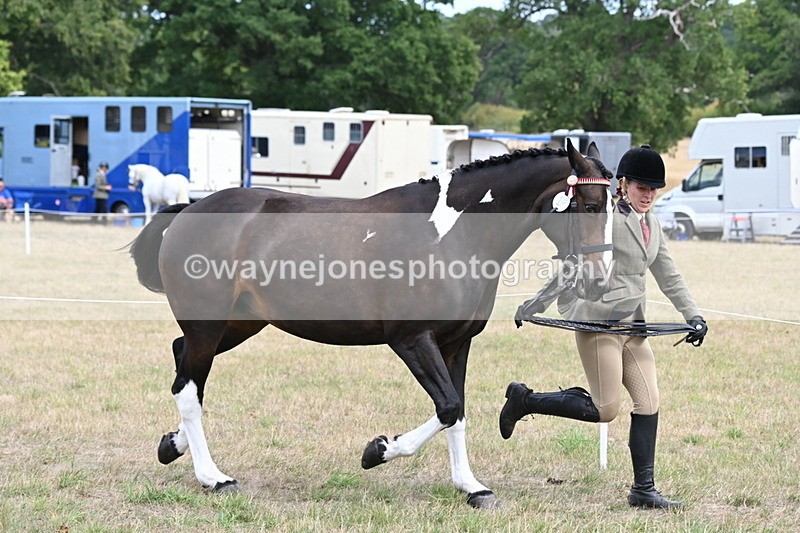WJ6_5862 - Class 19 In-hand Veterans (Uploaded correct folder)