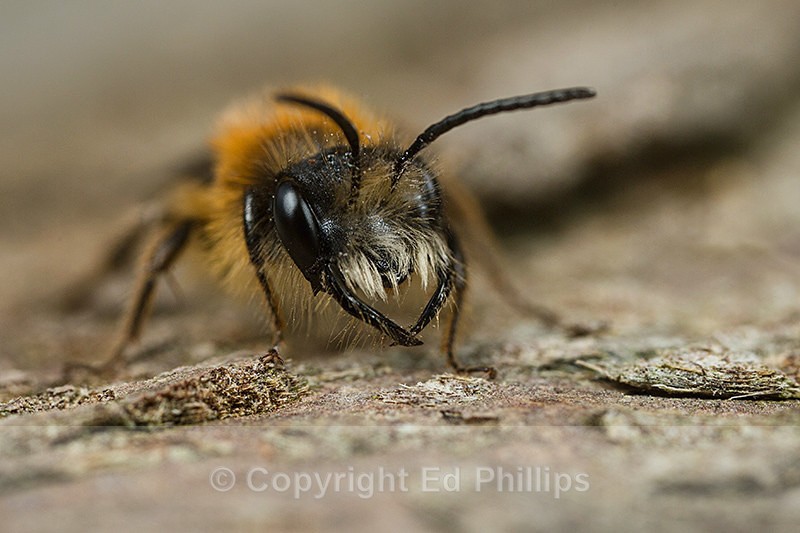 Andrena fulva (m) - Andrena fulva