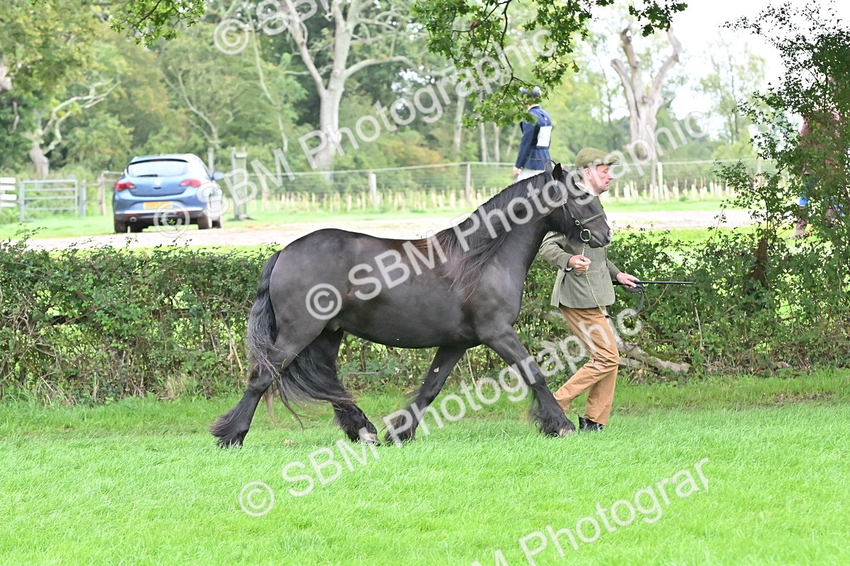 SBM_58149 - S47 - Mini Show Cob In Hand