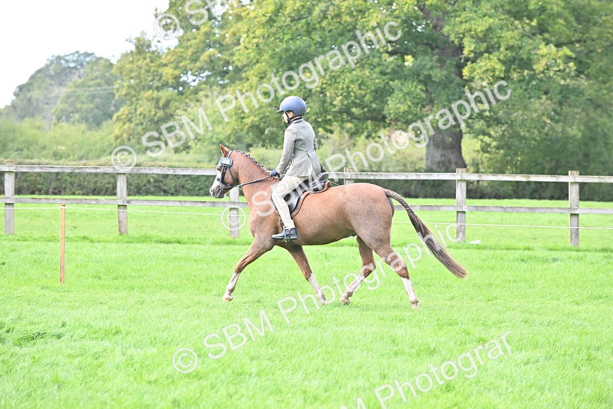SBM_44488 - S13 - Pony Club Pony