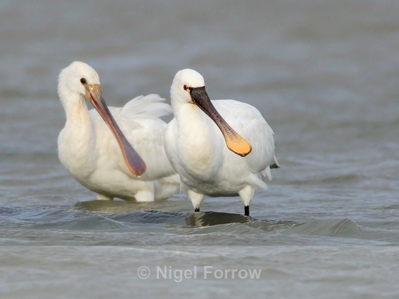Spoonbills (adult & juvenile) in the lagoon on Brownsea Island - Spoonbill