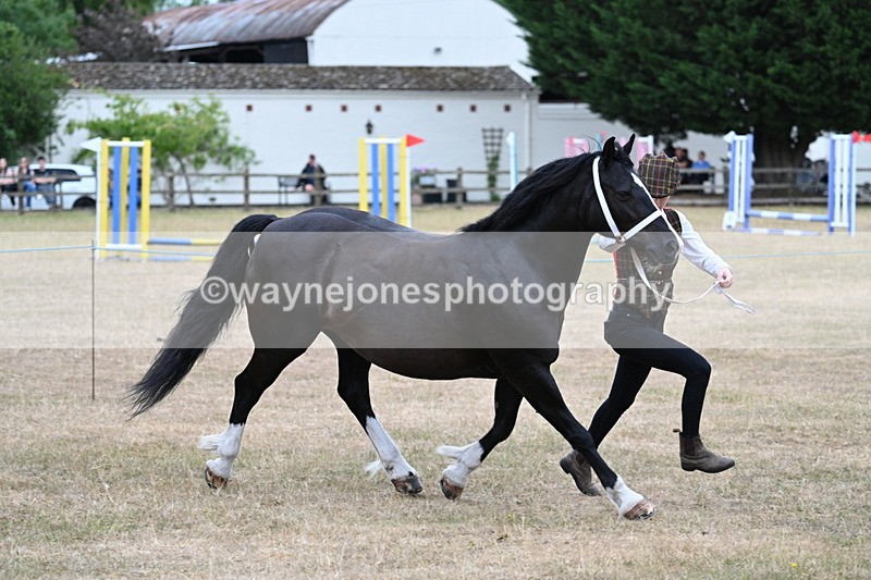 WJ7_8435 - Class 4 Prettiest Mare up to 14.2hh