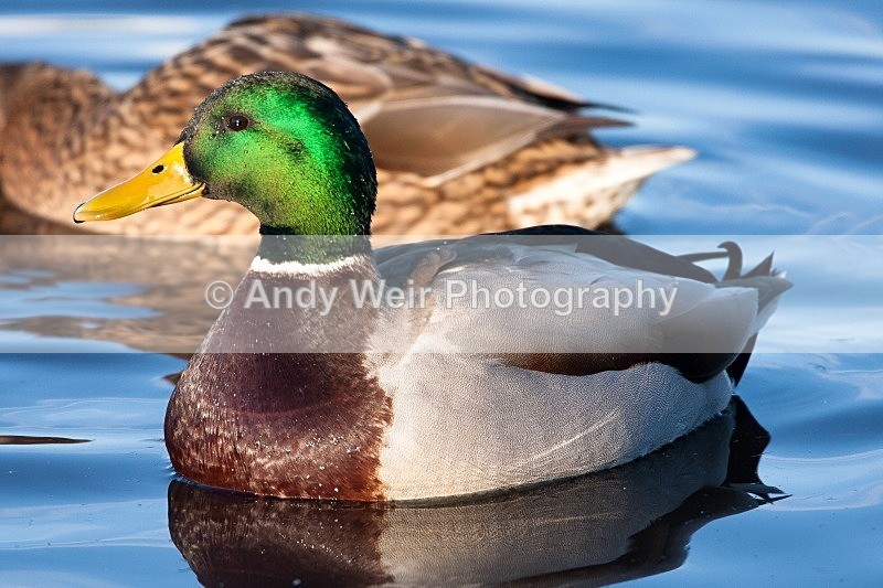 20081128-IMG_0760 029 - Mallard