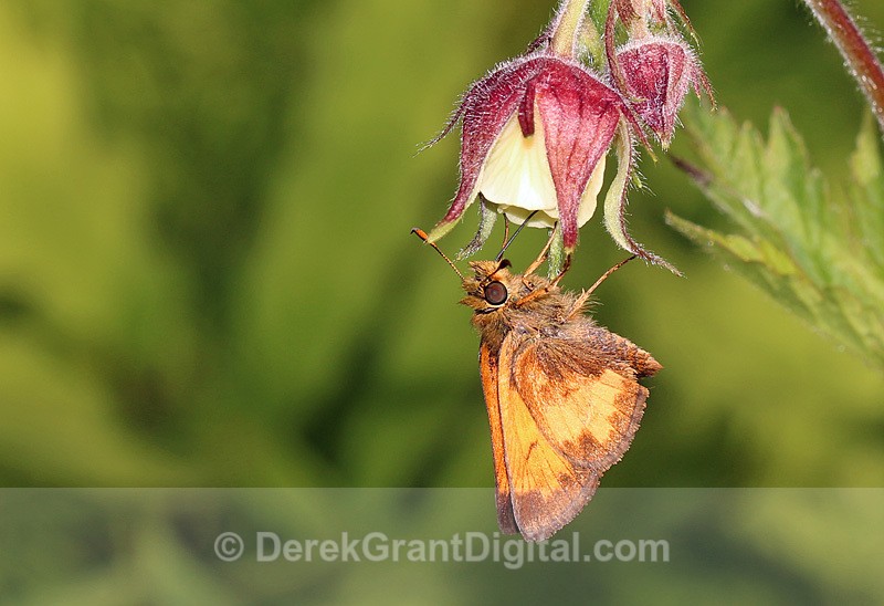 Poanes hobomok Geum rivale - Butterflies & Moths of Atlantic Canada