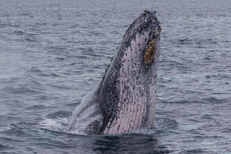 0A3A5566 - 2024 Whale Photos