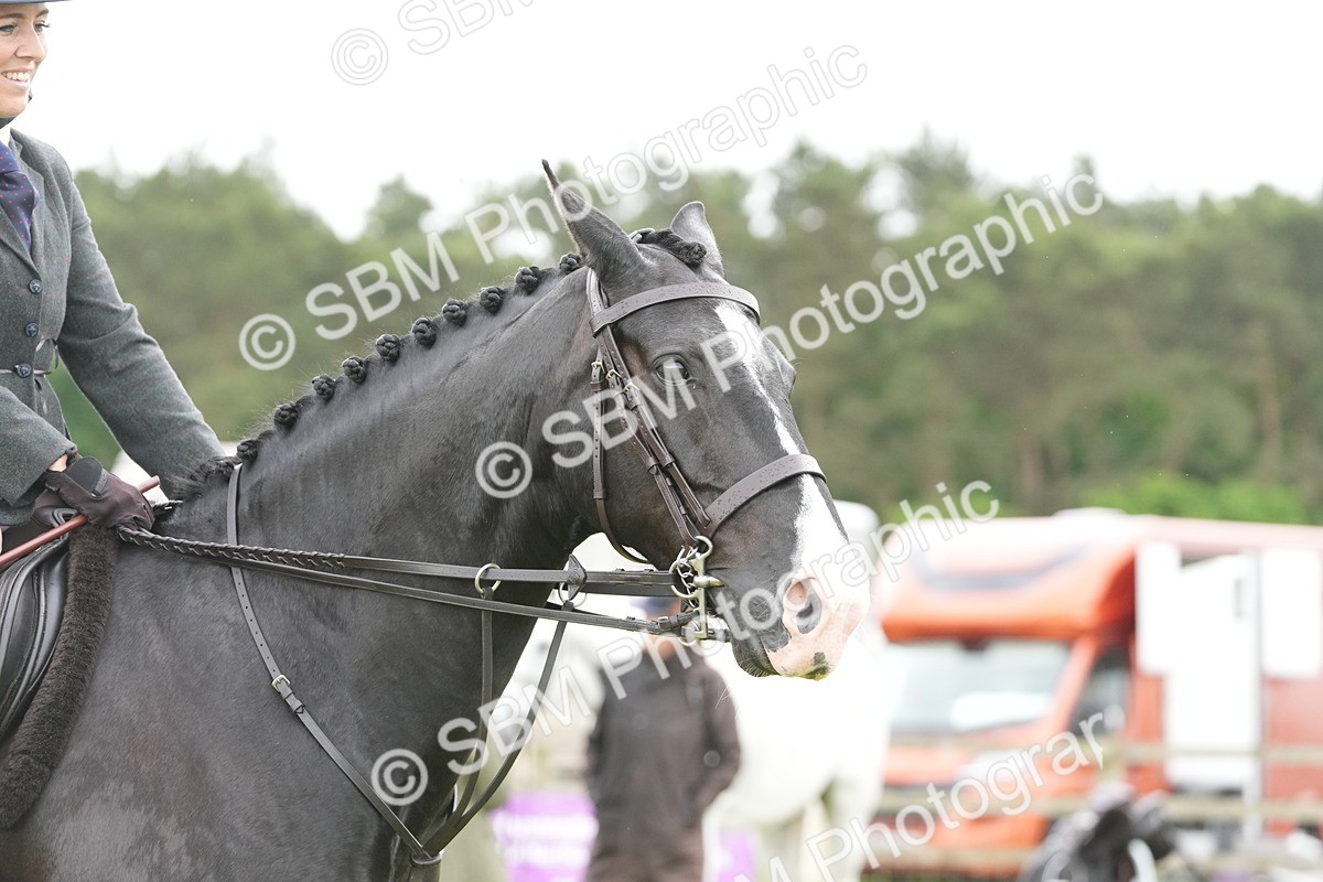 SBM_12711 - Class 97-98 - LIHS BSHA Rising Star Working Show Horse Hunter