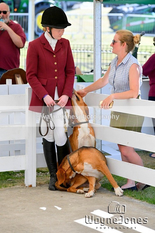WJ5_0553 - Berks & Bucks at the Great Yorkshire Show 2025