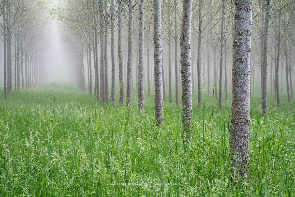 Neat rows of Poplar trees in the mist on a morning in June