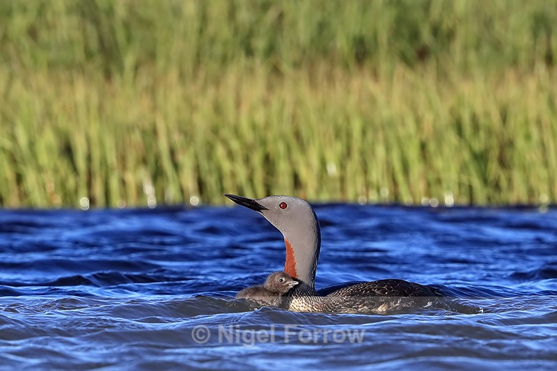 Chick close to Red-throated Diver parent, Floi, Iceland - Red-throated Diver