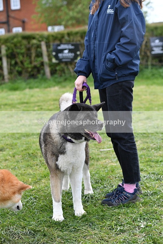 WJ5_0009 - Class 5 Best Veteran / 7 years & over