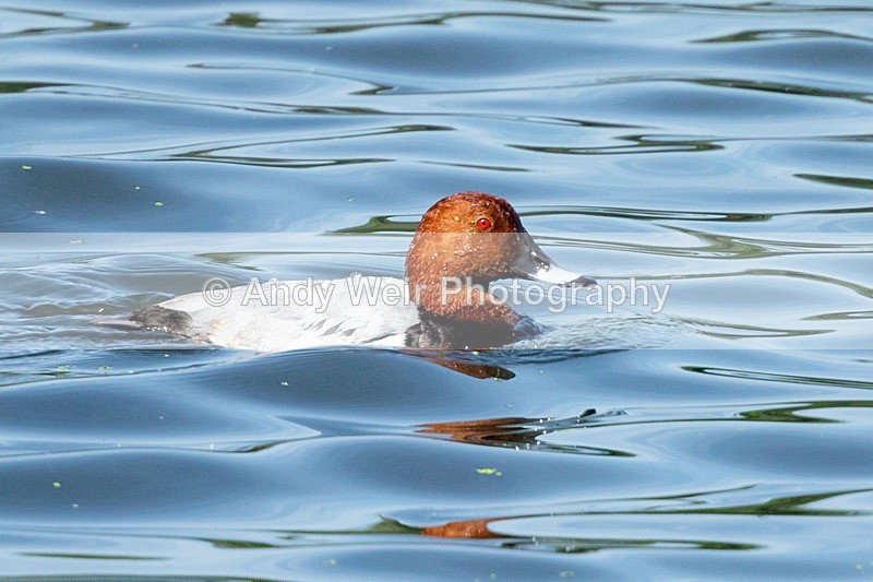 20180605-Woolston-8E0A9124 - Pochard