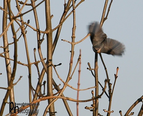 Coal-Tit-3-1511 - Natural World Birds