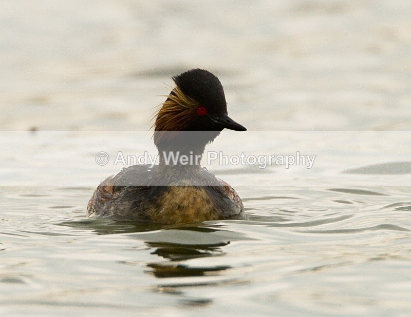 20110416-IMG_3891 - Black-necked Grebe