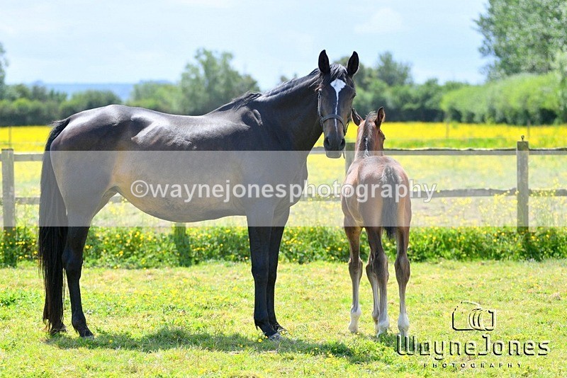 WJ5_4268 - Lyford Stud - Foals 01-06-25