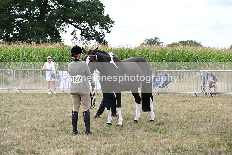WJ6_6204 - Class 19 In-hand Veterans (Uploaded correct folder)