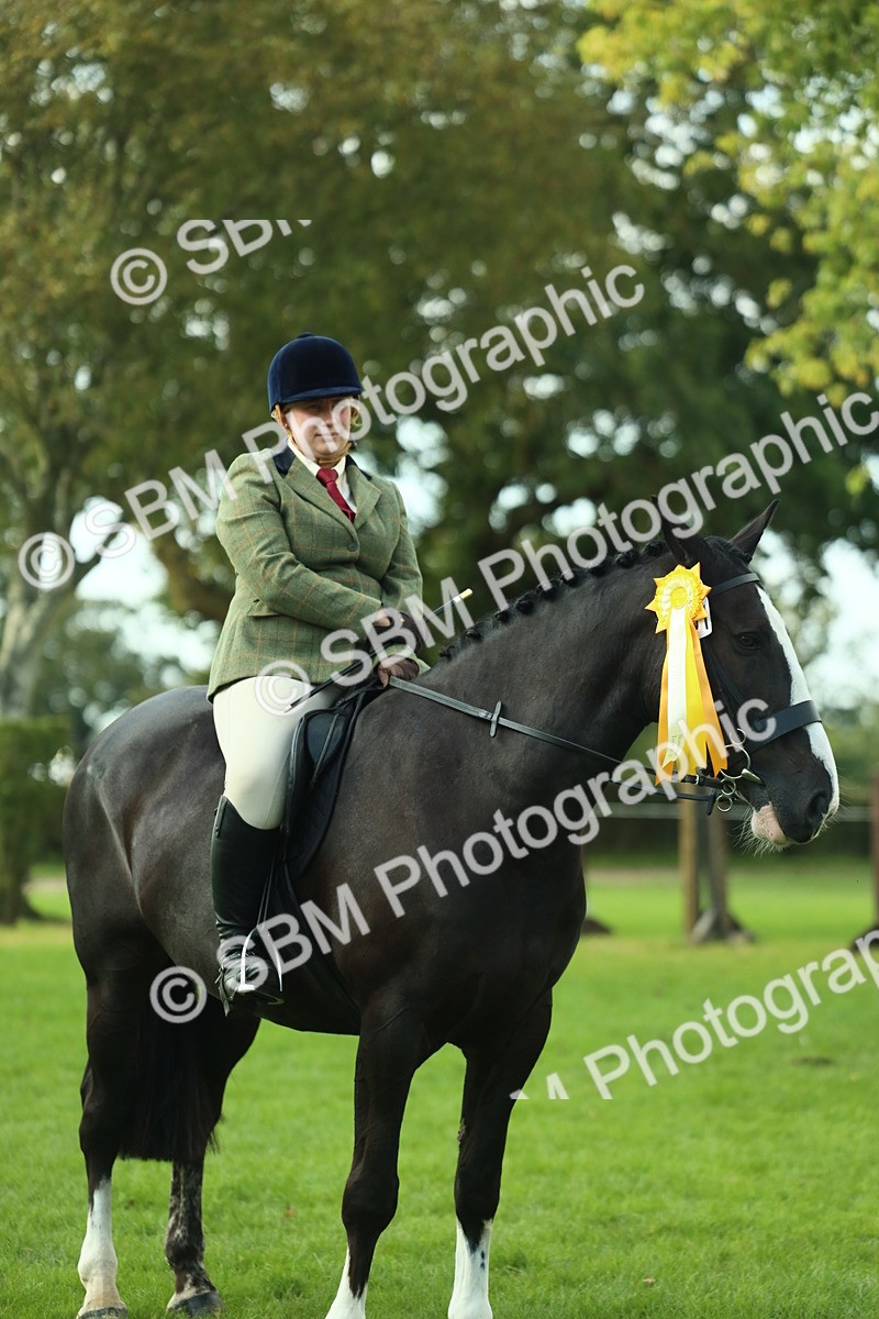 SBM_52242 - S33 - Working Hunter & Working Show Horse