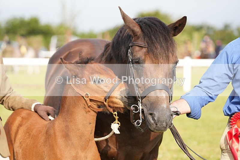 DSC04476 - Classes 44 & 45: NPS M&M Brood Mare and Foal