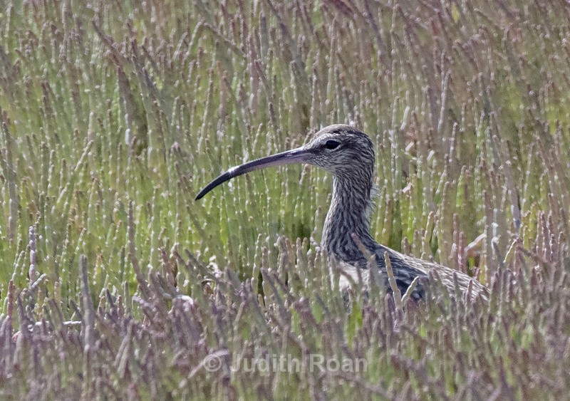 Eurasian Curlew - Namibia 2022