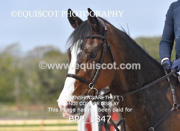 BPP_3847 - CLASS 7 Senior Foxhunter/ 1.20m Open