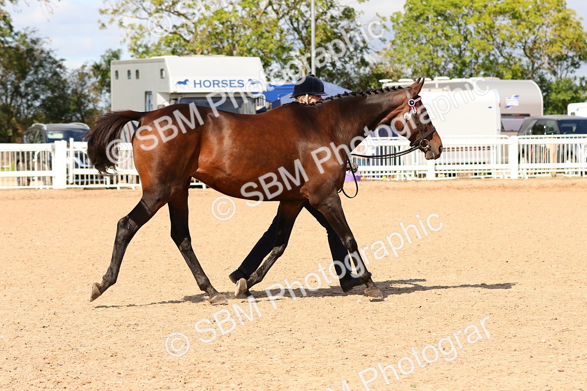 SBM_12314 - Class 210 - IH Show Horse